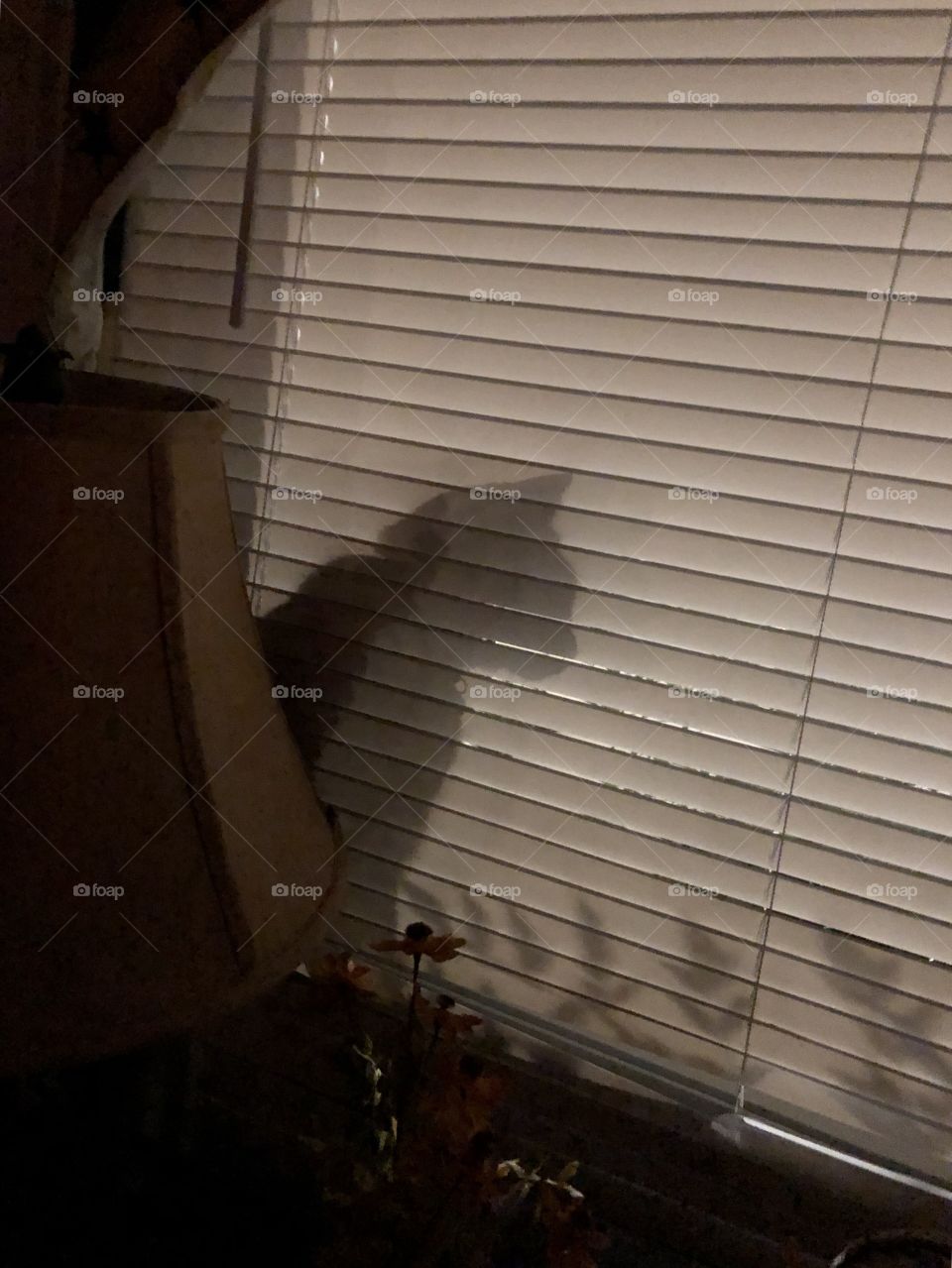 Cat sitting on a window sill behind the blinds looking out window at shrubs moving in the breeze shadows silhouette 