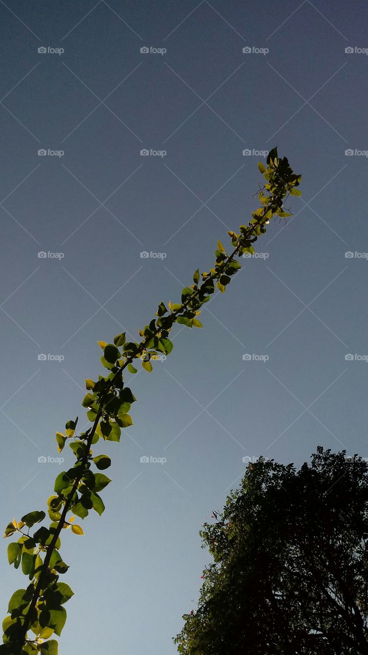 NATURE FLOWER GARTEN BOTANIK