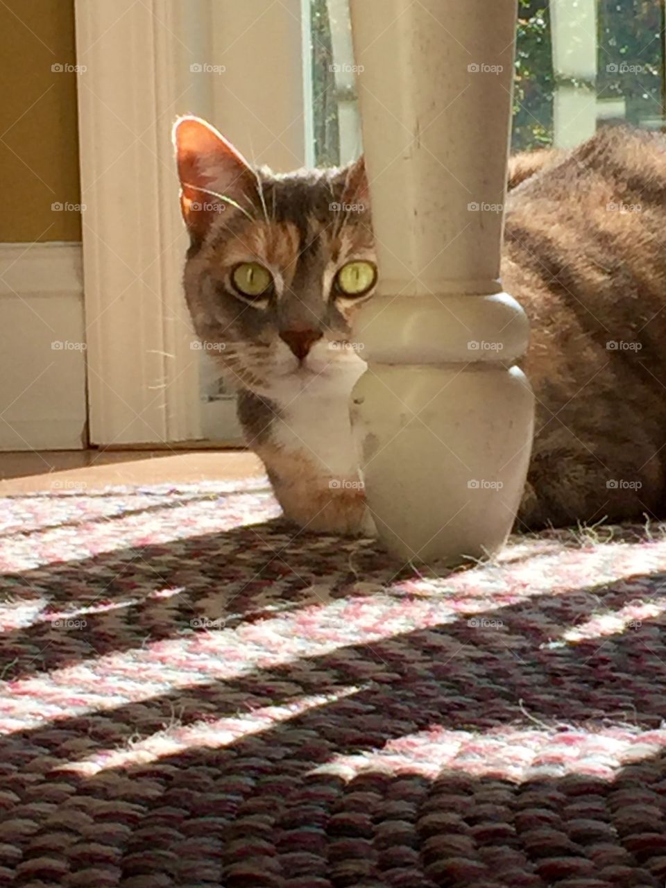 Cat in the sun spot 