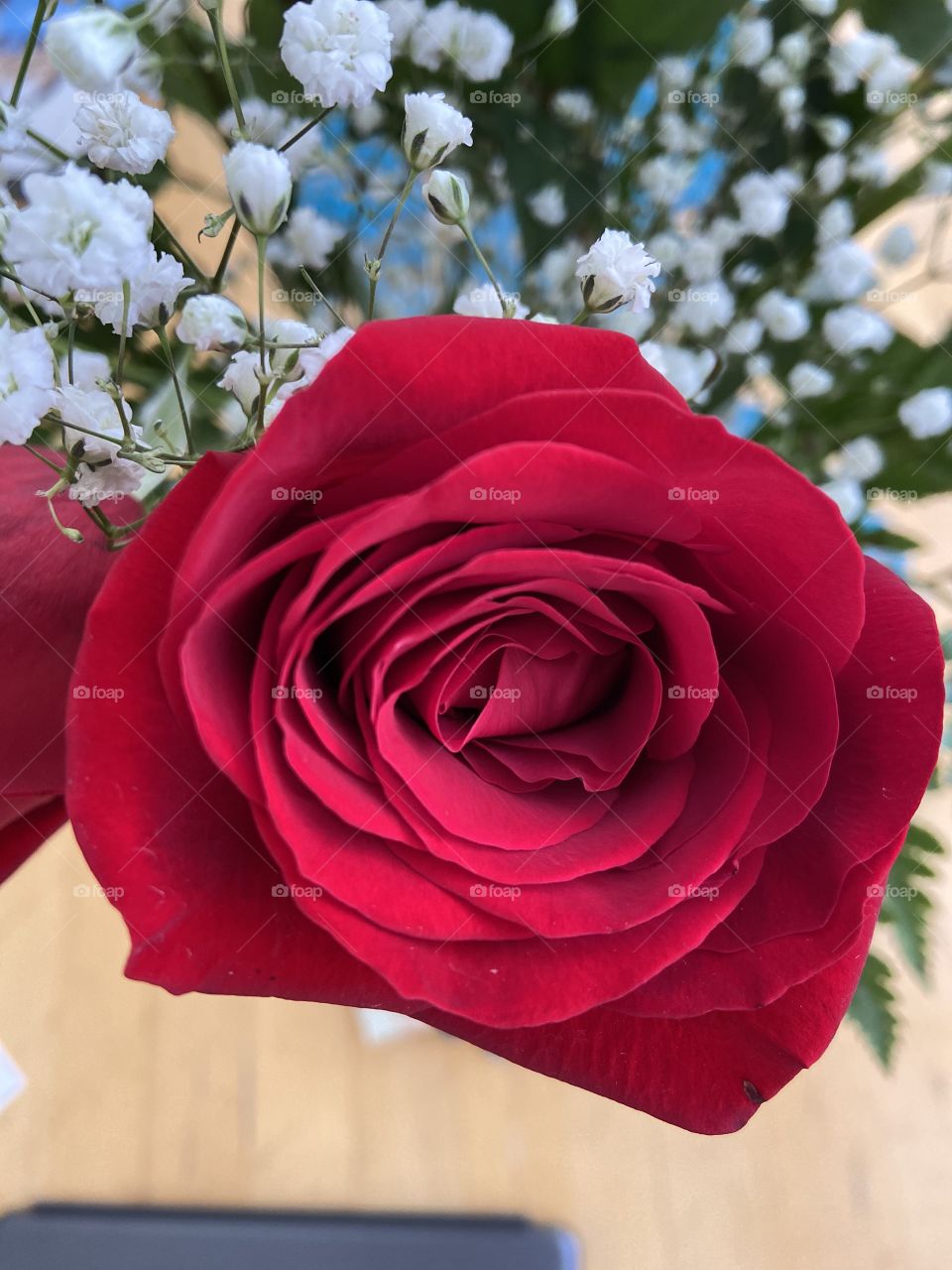 Perfect red rose 