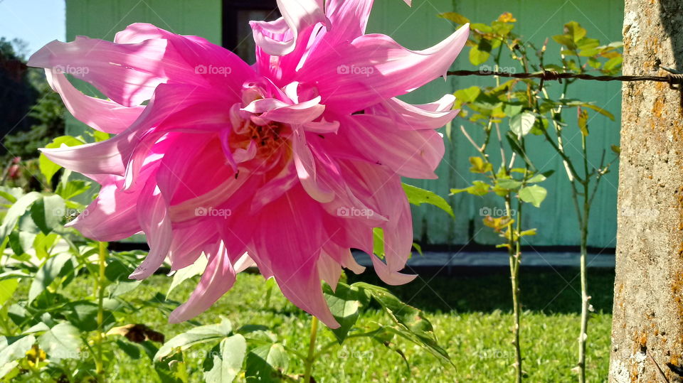 NATURE FLOWER GARTEN BOTANIK