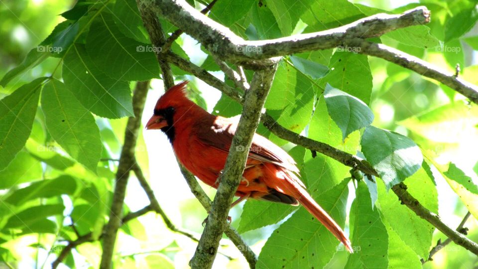 Red cardinal in a tree