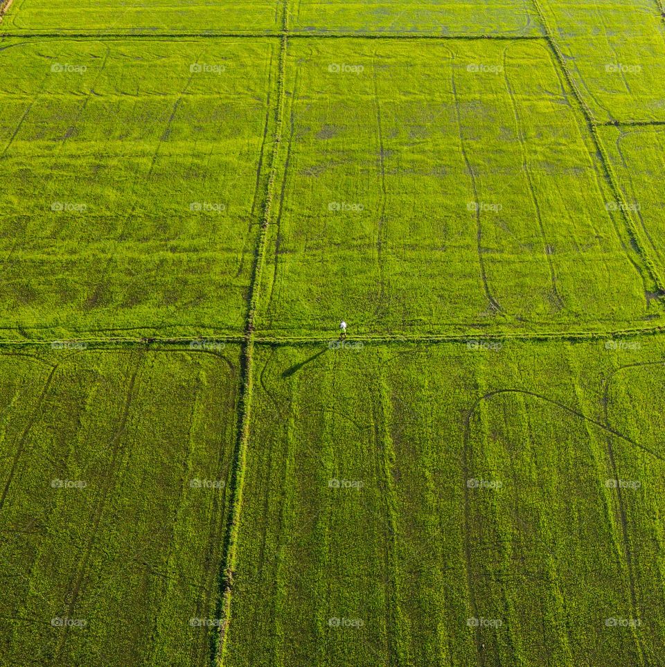 An unknown man walking in wide rice fields, captured by drone