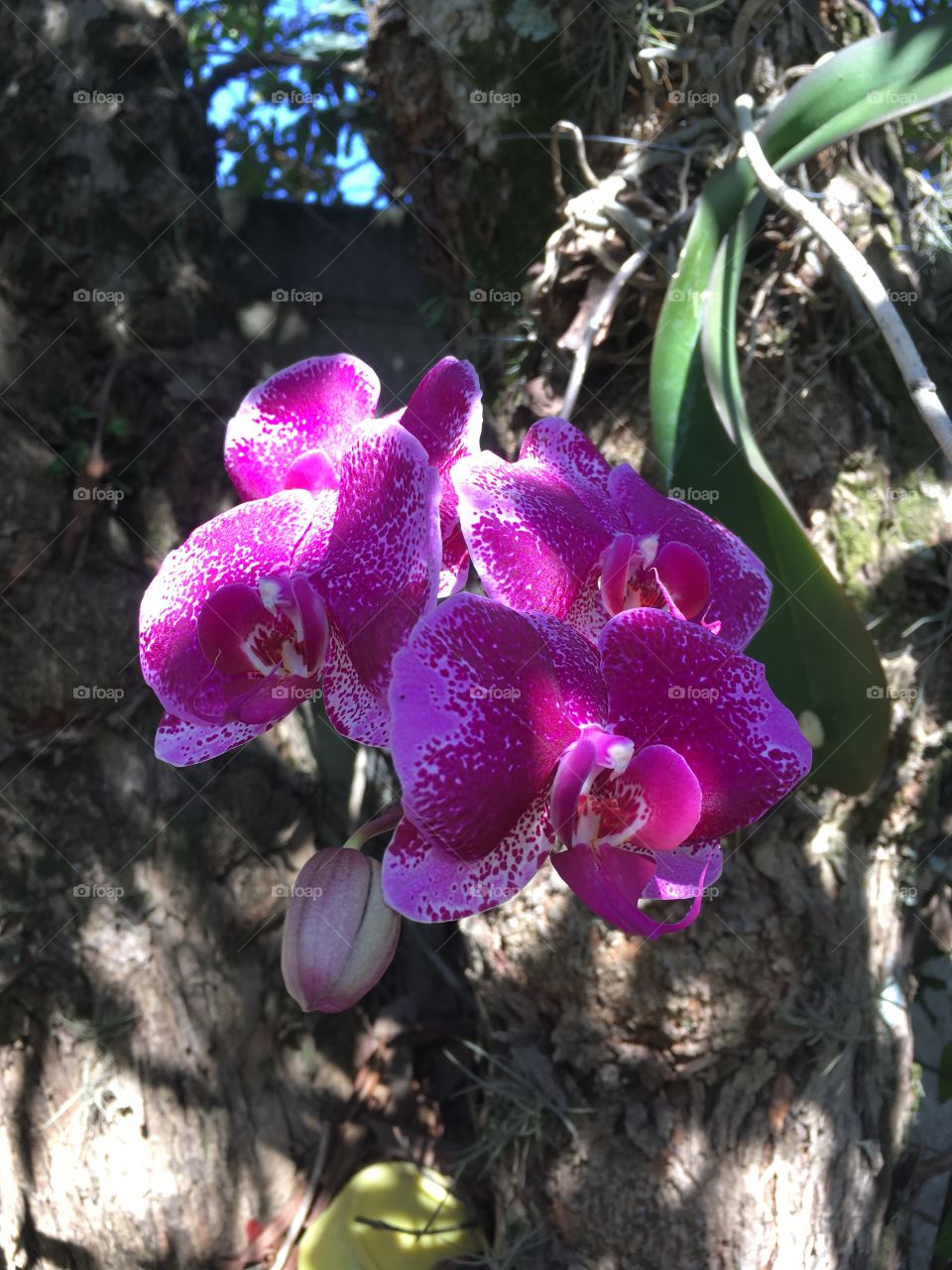 Orquídeas do nosso jardim!