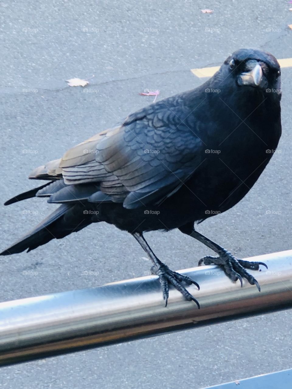 Beautiful Crow Close Up 