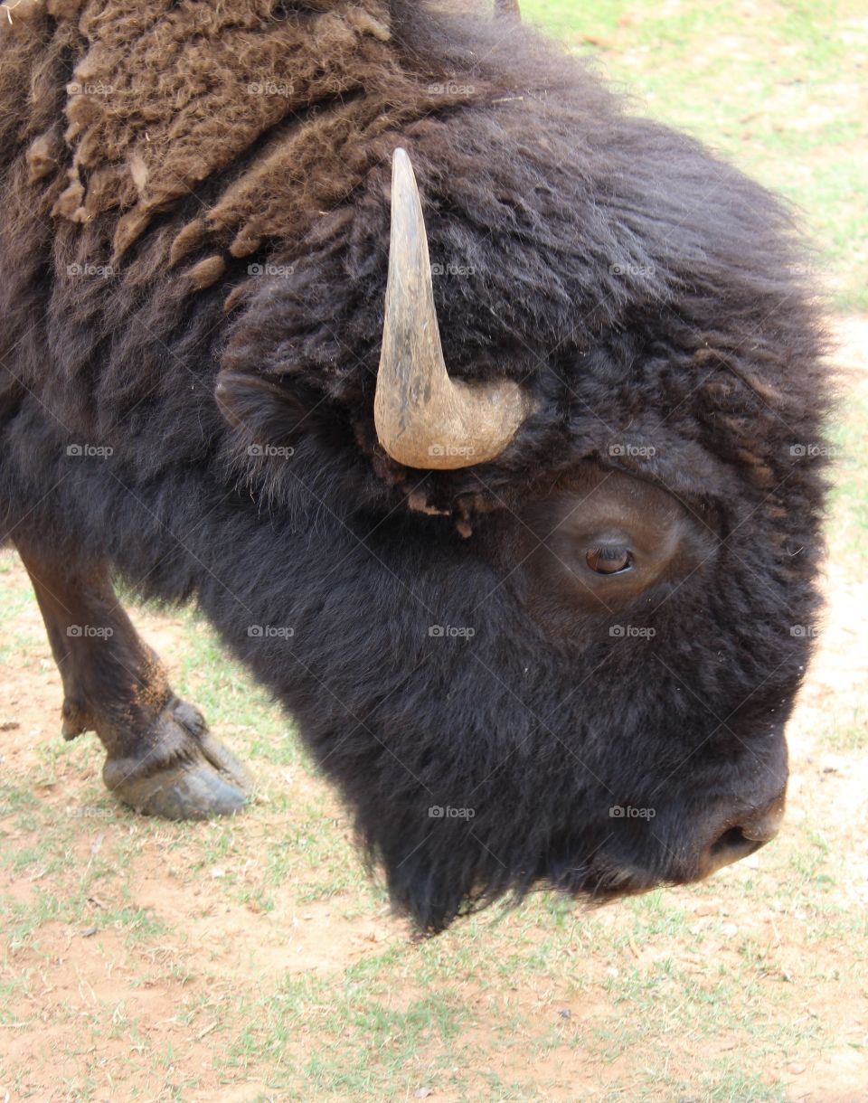 Buffalo close up