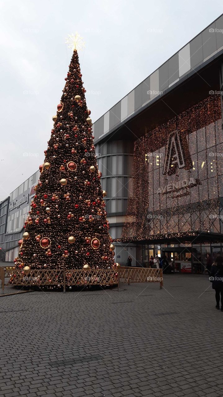 ялинка в Познані