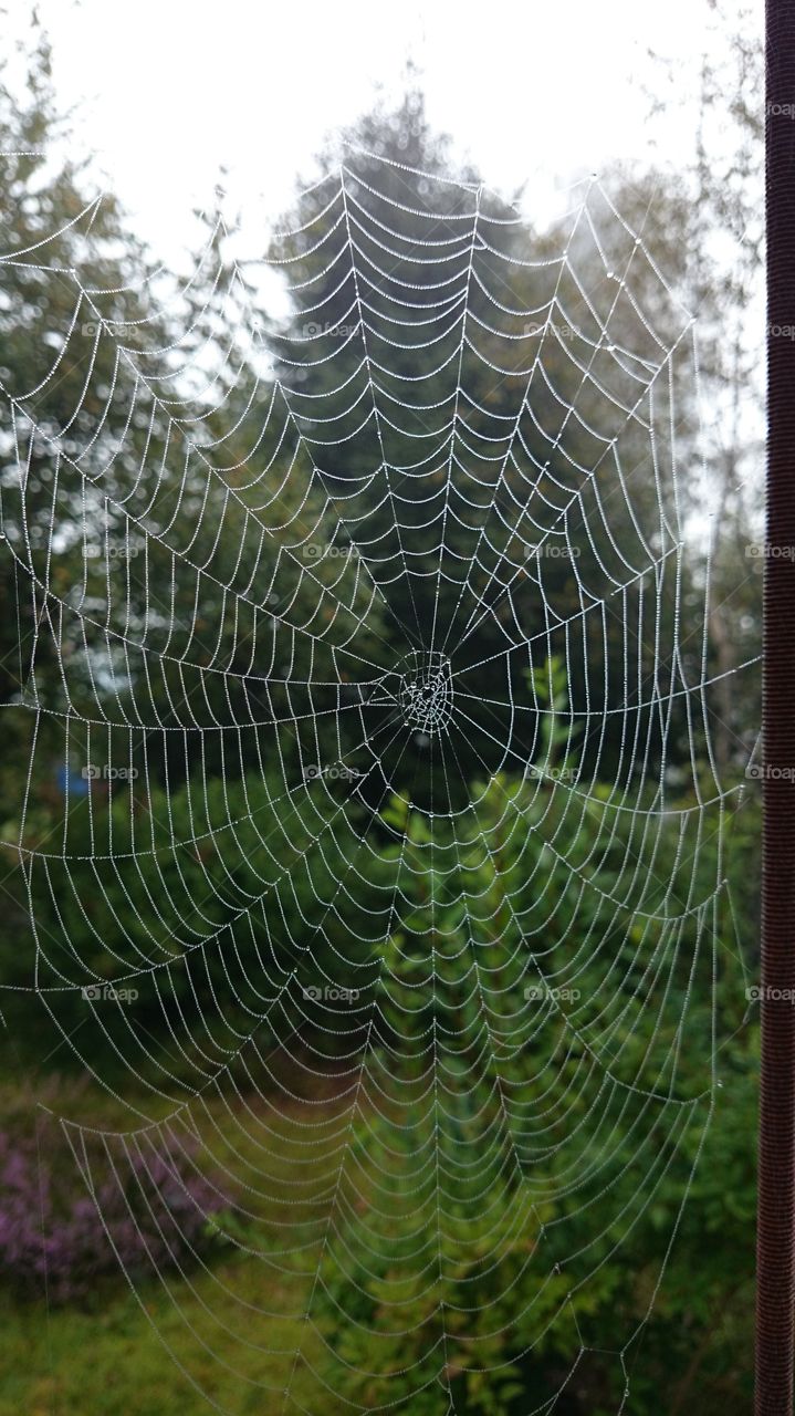 Spiders web 