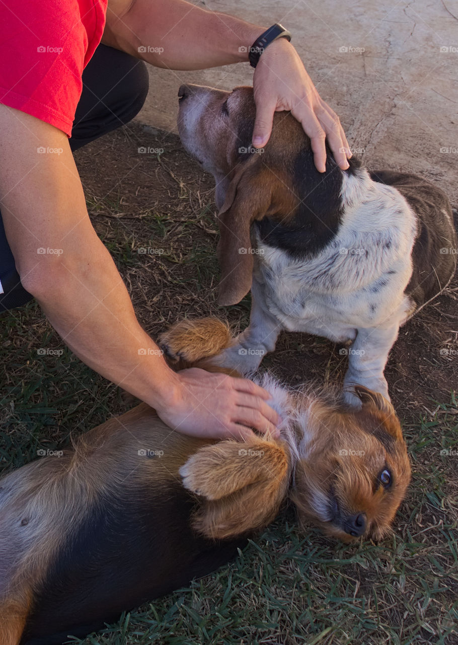 Man petting two dogs.