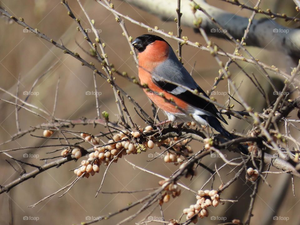 Bullfinch on a bush