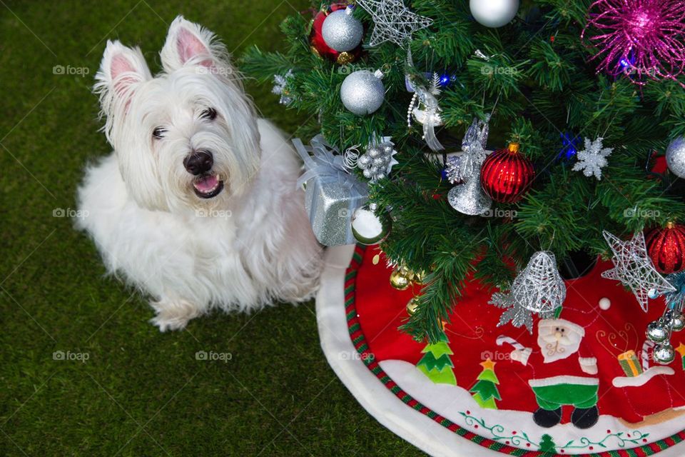 Cute westie dog with christmas tree