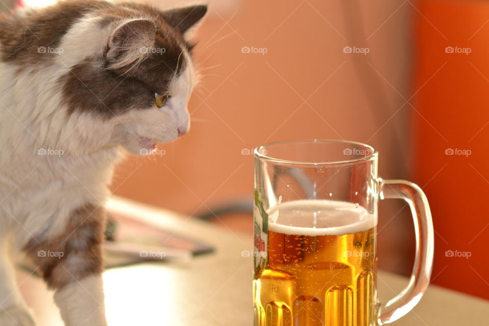 cat with beer