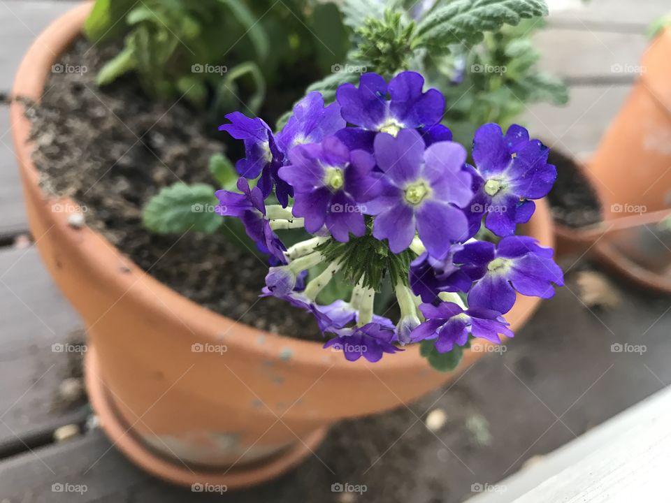 Potted Purple flowers in Spring.