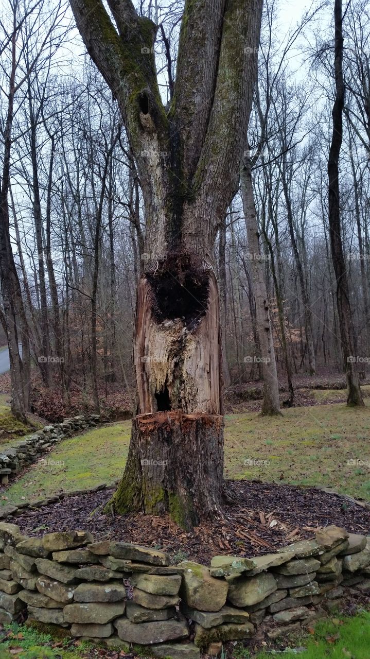 View of weathered tree trunk