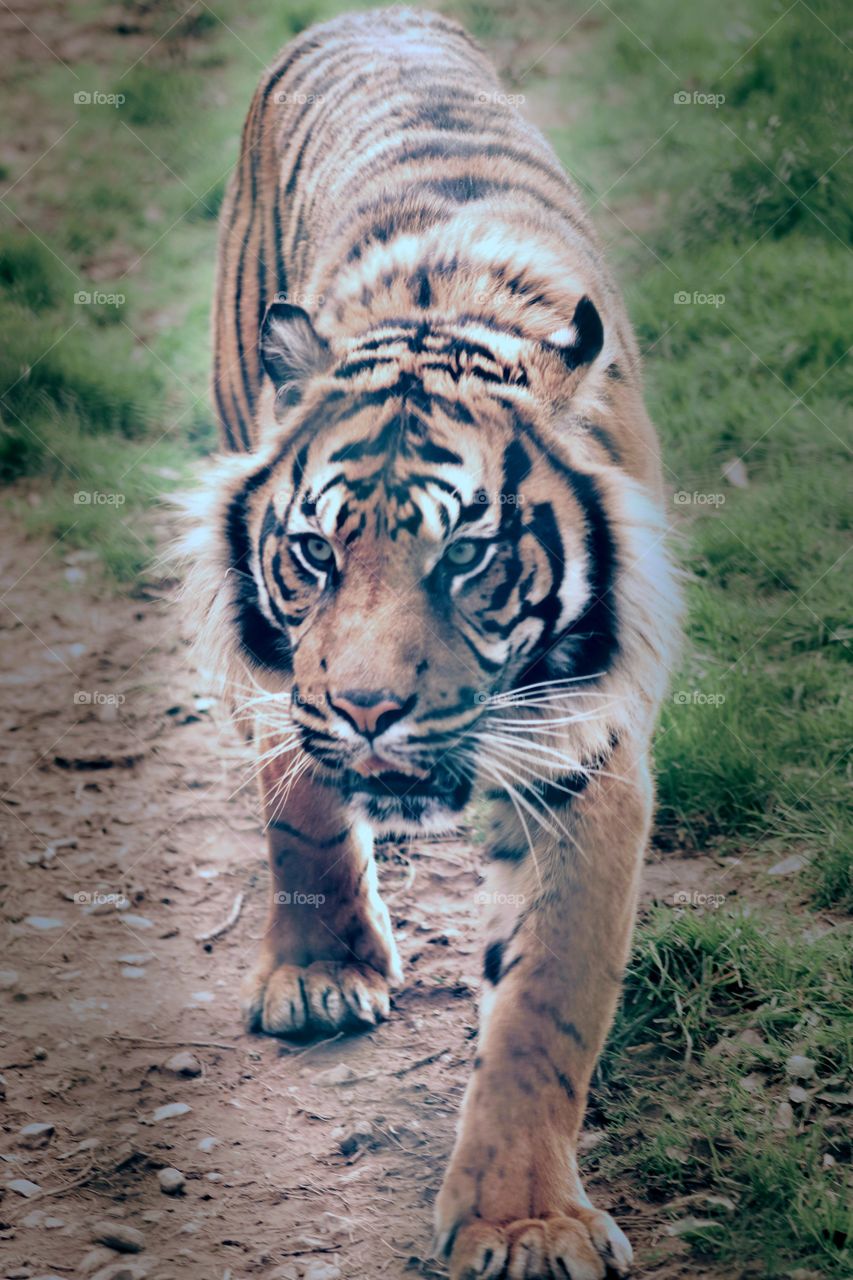 tiger