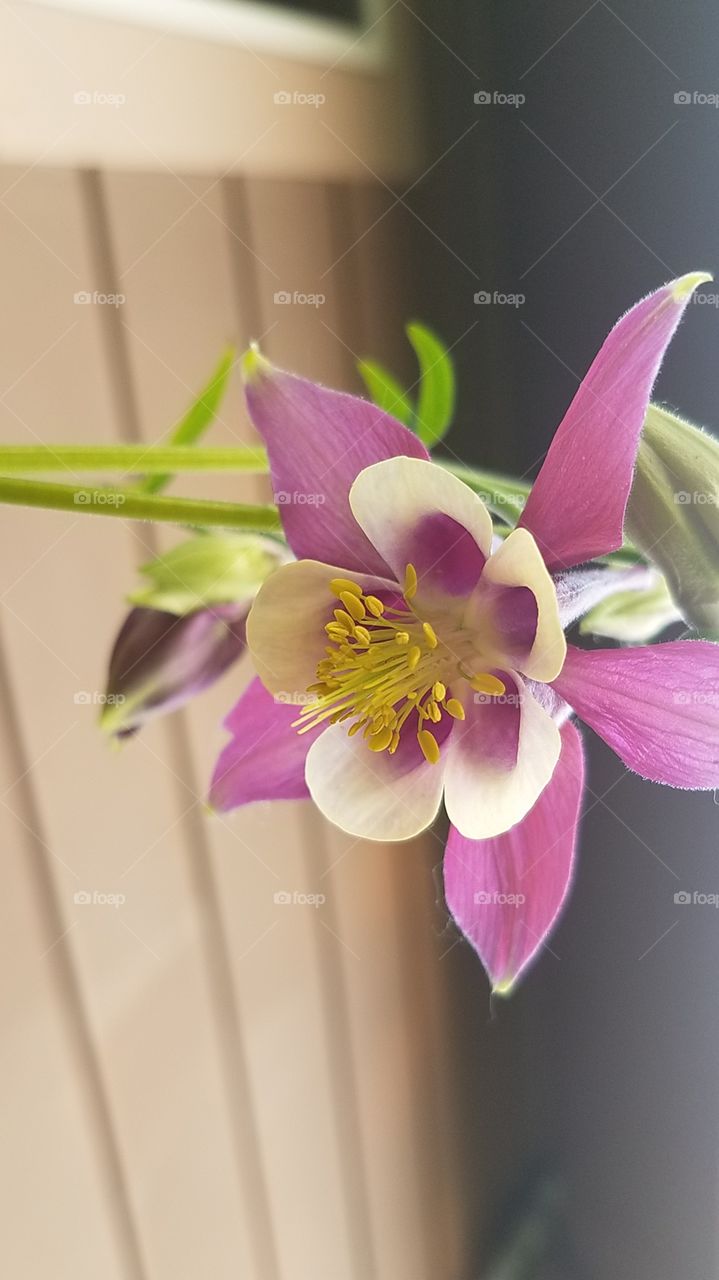 Columbine