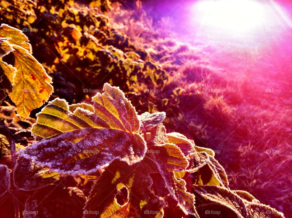 sun cold leaf frost by simenoyen