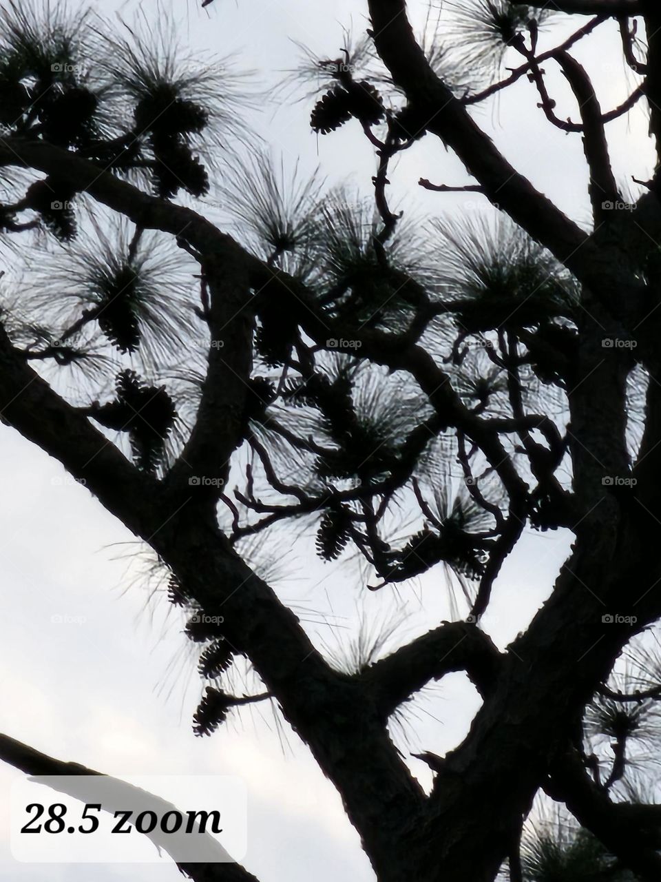 Pine combs in the pine tree