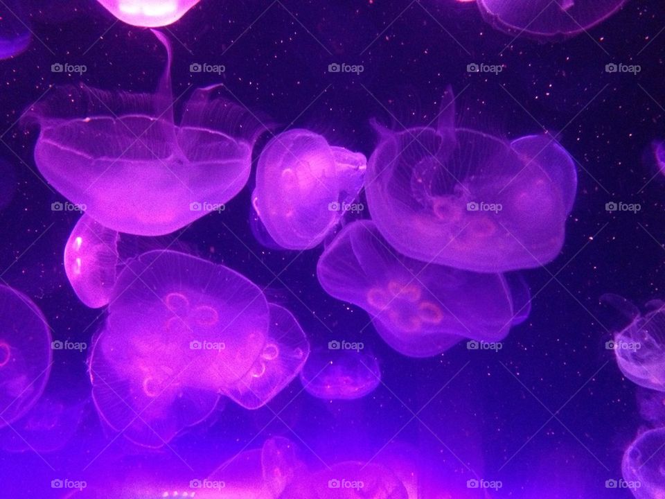 Purple jellies