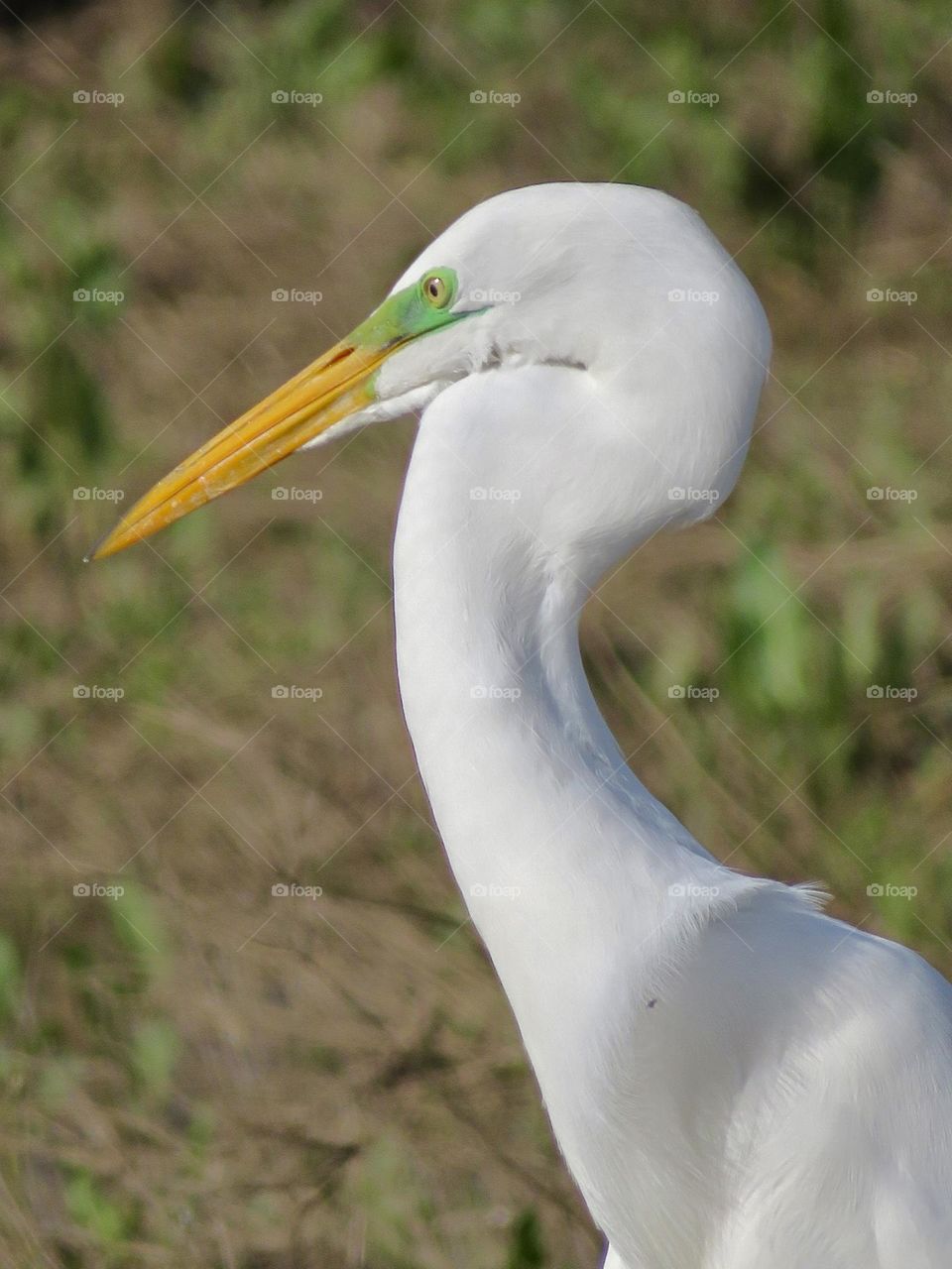 White Egret Headshot