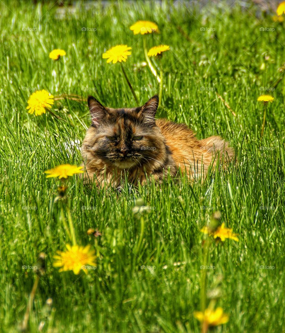 Wild cat on green grass