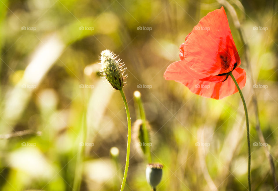 Poppies In Green Background
