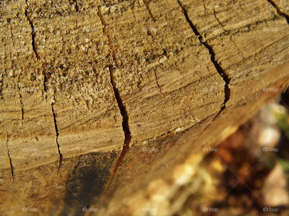 wood