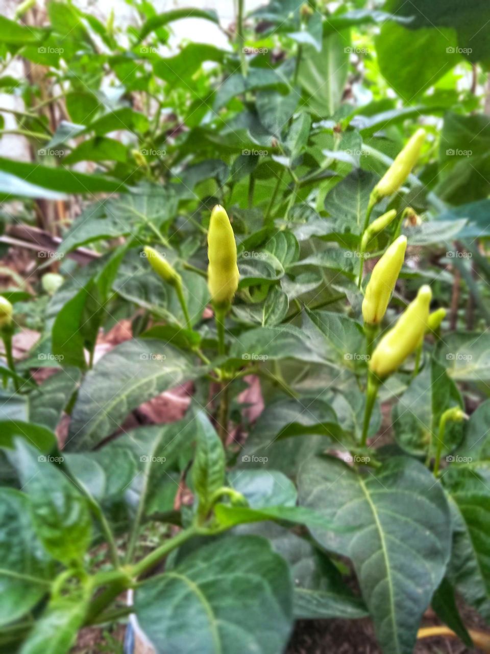 kochchi plant in our garden