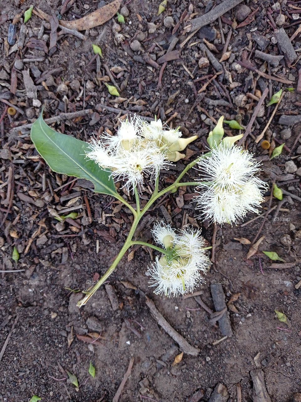 white eucalyptus flower/ Flor blanca de eucaliptus