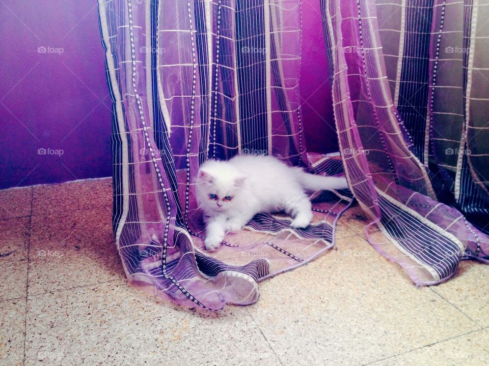 White persian kitten 