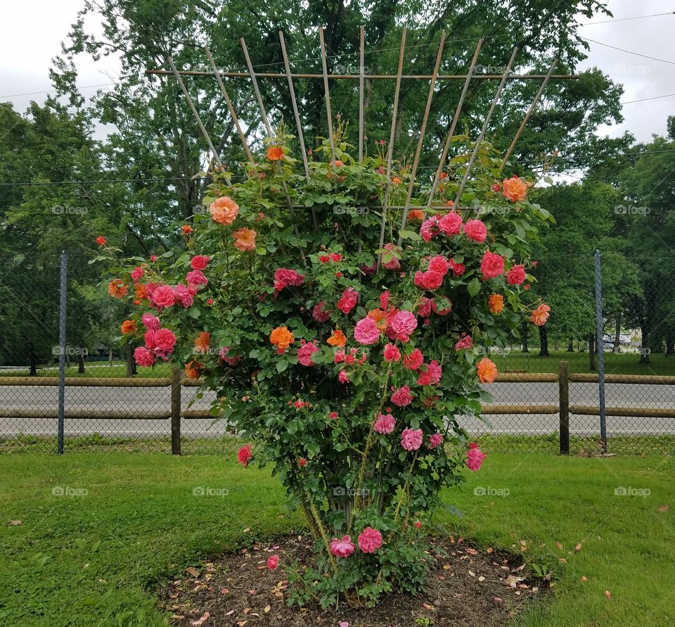 multicolored rose bush