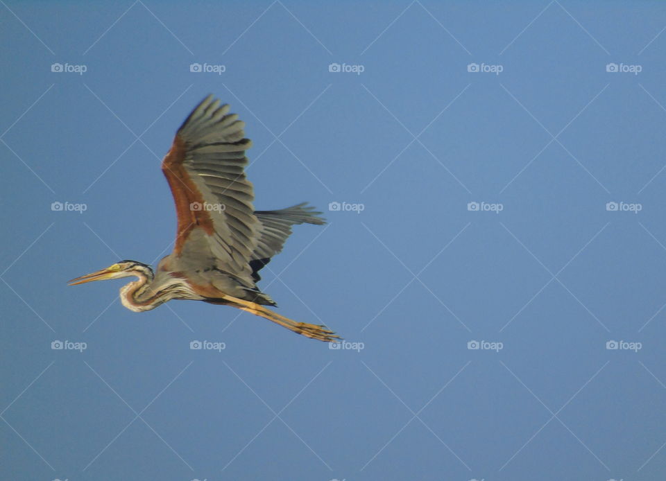 Purple heron . Sensitive one egret category identity . The bird's interest coloured for hard brown lined at neck with yellow eyes . Wings spreading well for grey . Length's pair good in yellow as an egret bird category . Soliter bird distance with .