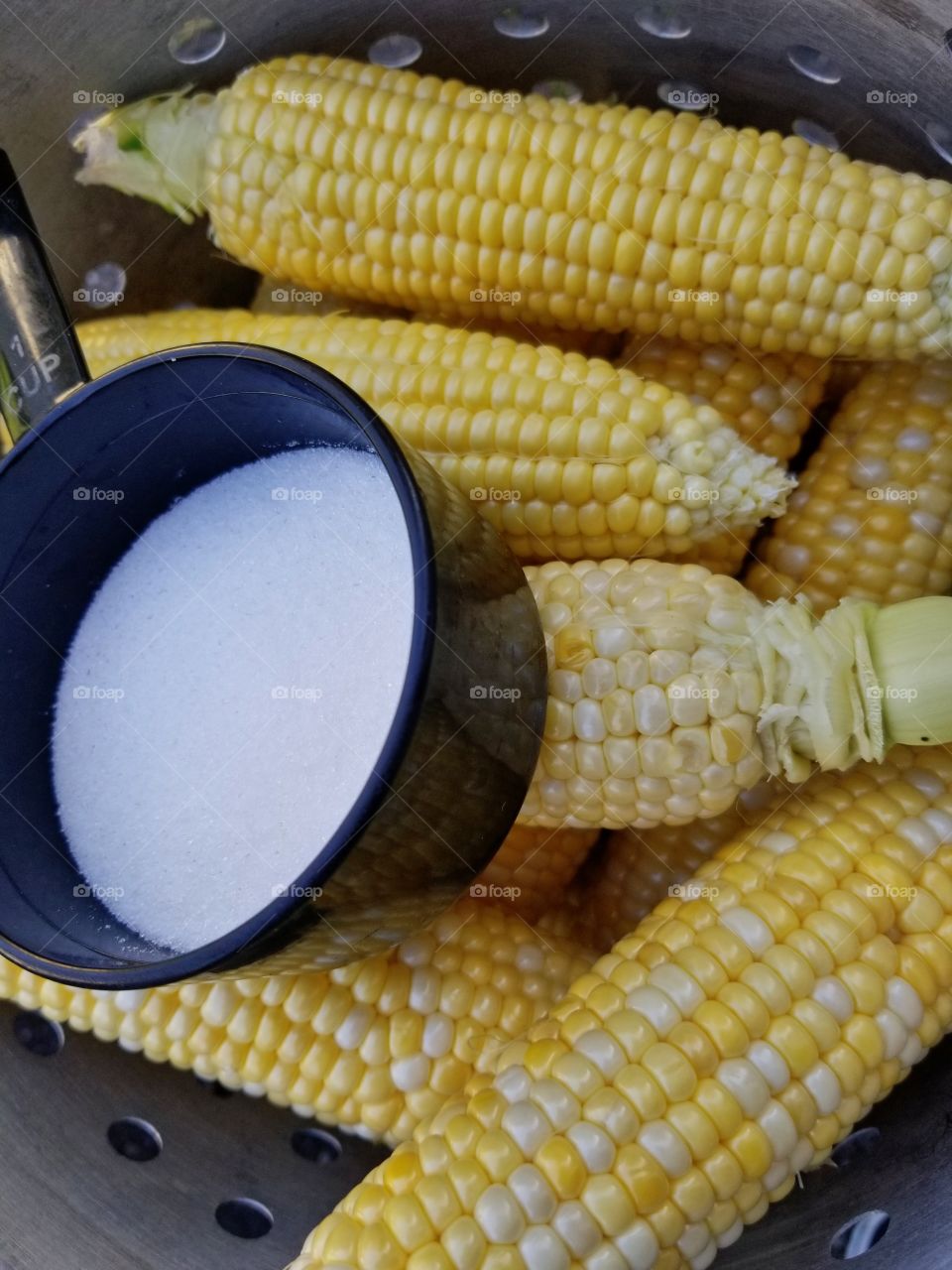 Fresh corn on the cobb