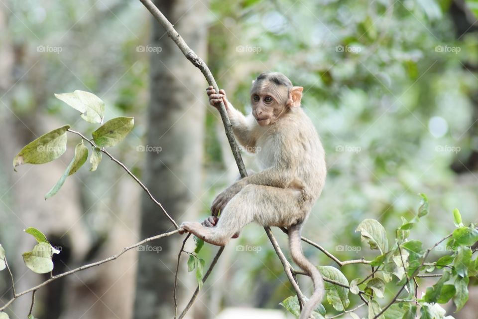 Monkey on tree photography from Matheran Hill station Neral Maharashtra India