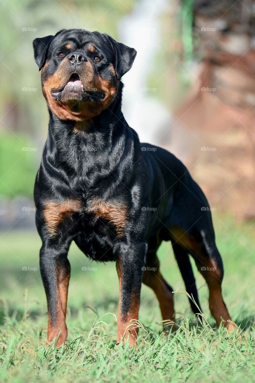 rottie