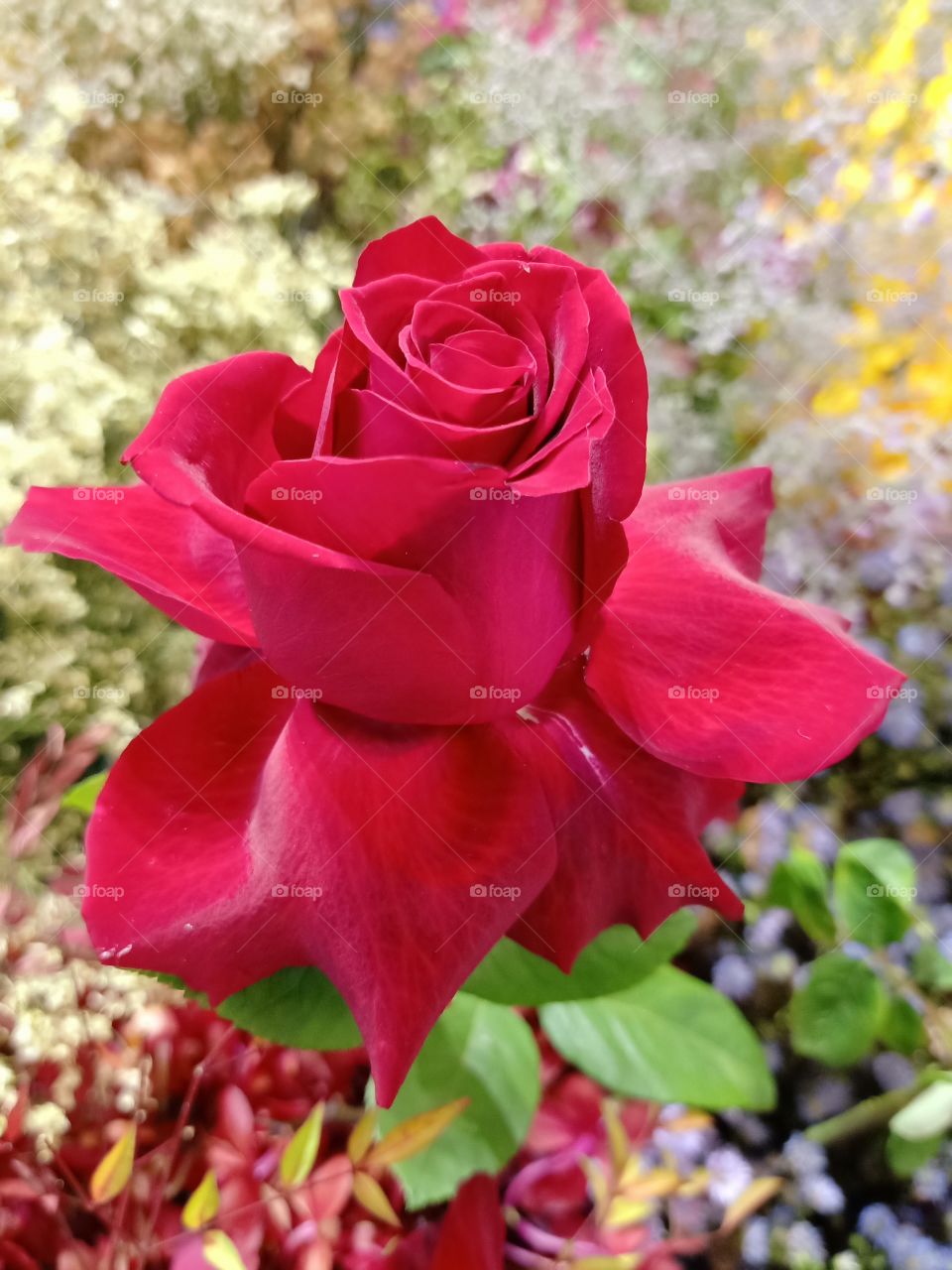 Beautiful red rose