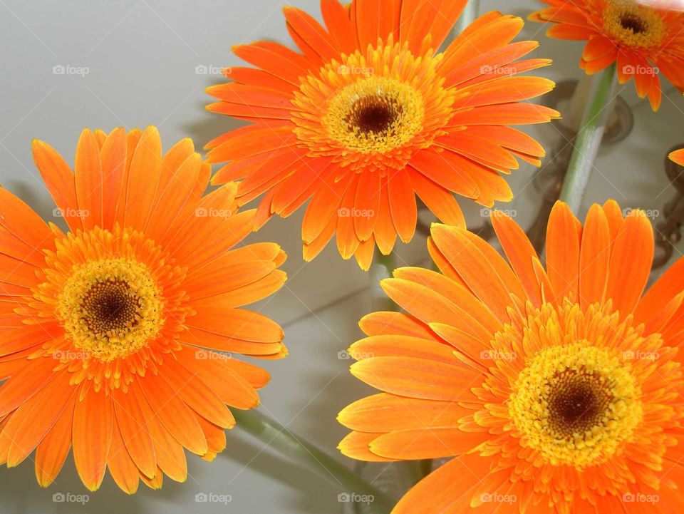 Three orange flowers