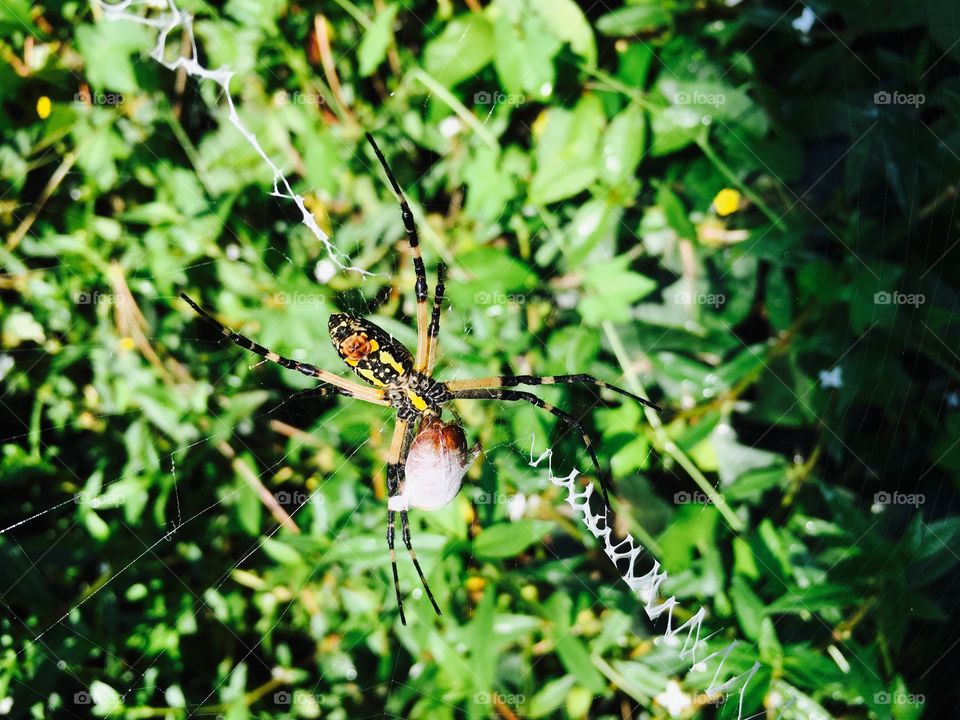 Spider in its web, choking down on a fresh kill.