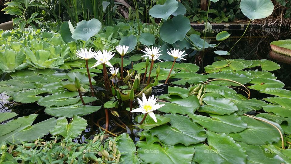 waterlillys