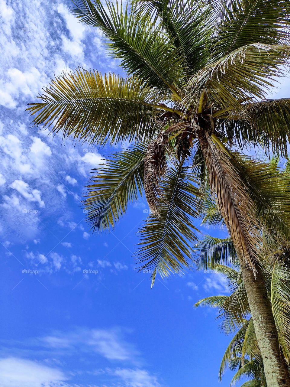 Coqueiros da orla de Copacabana.