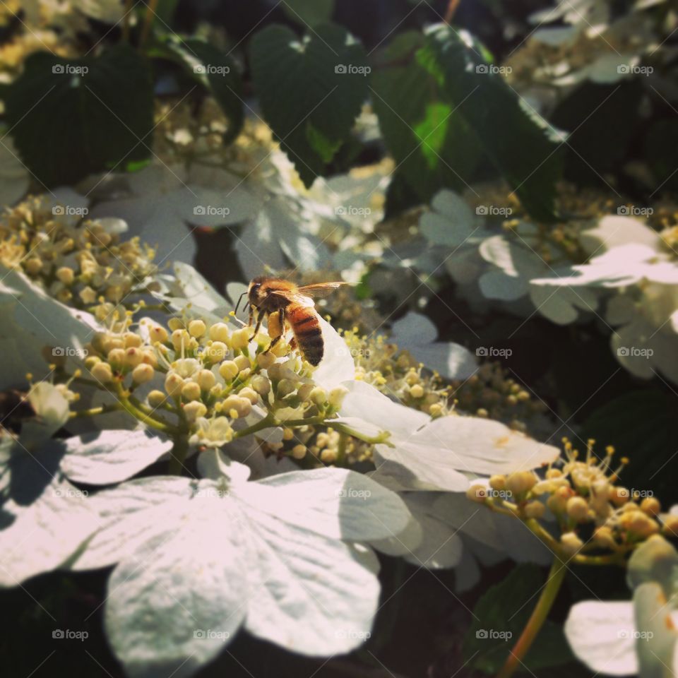 Bee Loves Viburnum. Broad shot of honeybee on viburnum at the Lilac Gardens.