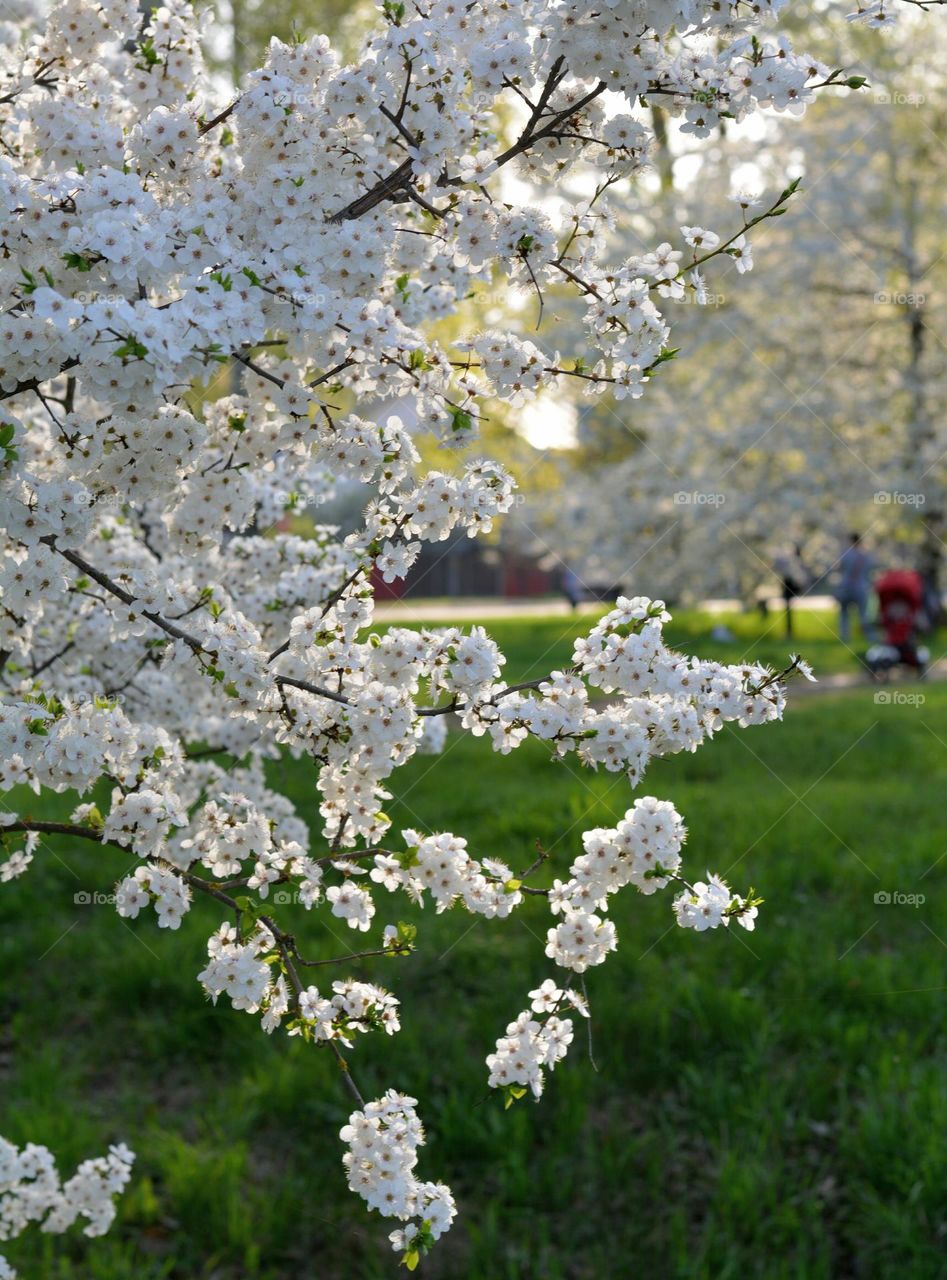 blooming branch tree white flowers spring nature