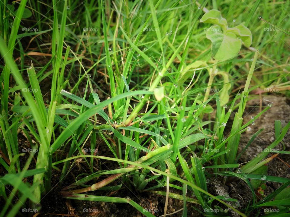 this is my capture morning shoot very amezing this palnts with drops are speaking something looks like amezing