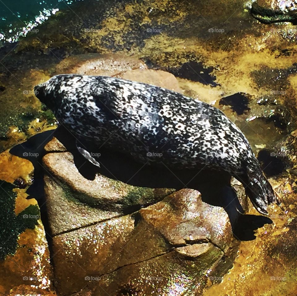 Seal, La Jolla Cove, California