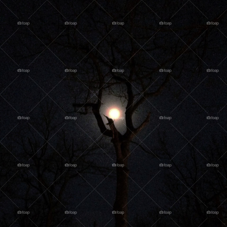Full moon framed by tree