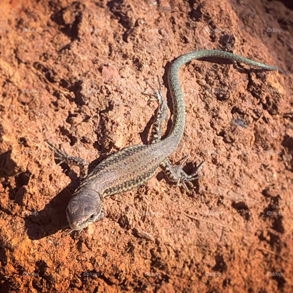 Common wall lizard sunbathing on the arid red soil 