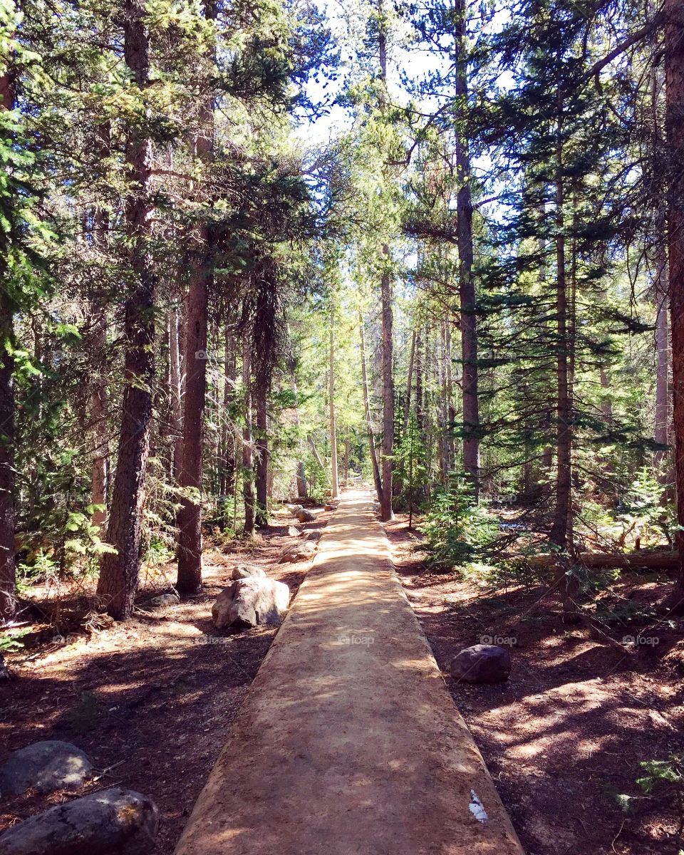 Wooded hiking trail