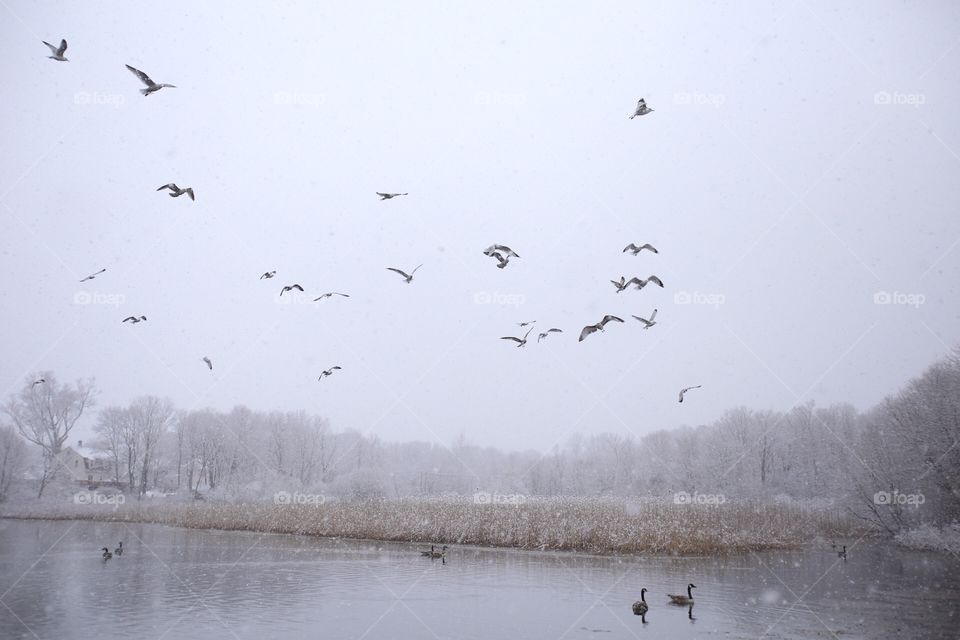 Bird, Winter, Snow, Goose, Landscape