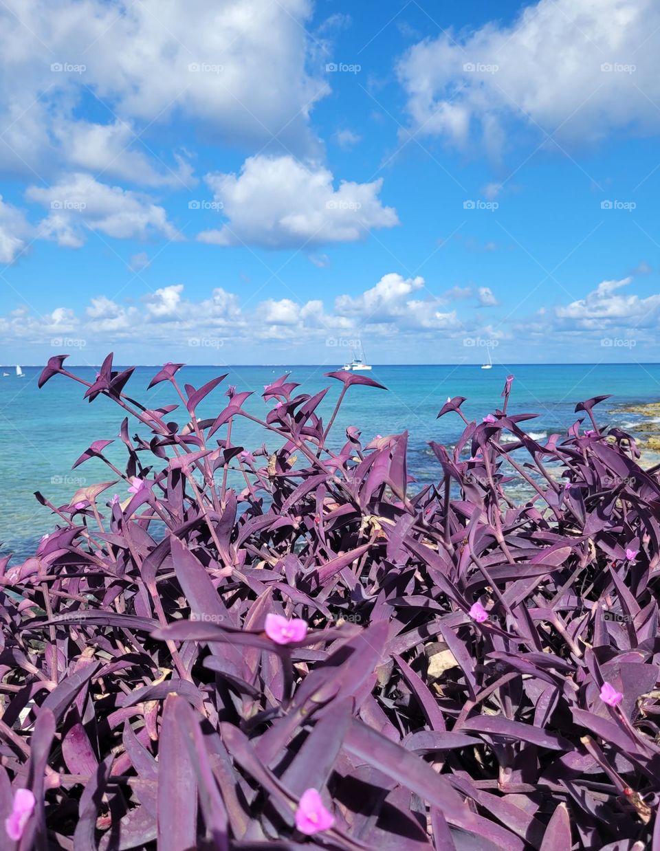 flores magenta y paisaje