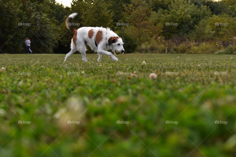 Super cute medium sized mixed breed bearded terrier hound dog with white and brown wire hair playing with tennis ball in grassy field 